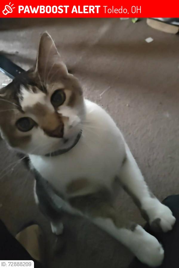 Lost Male Cat last seen Dorr & McCord, Toledo, OH 43615