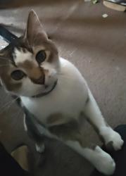Lost Male Cat last seen Dorr & McCord, Toledo, OH 43615