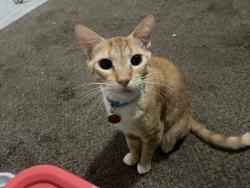 Lost Male Cat last seen North Miami Av and 79 st ., Miami, FL 33150
