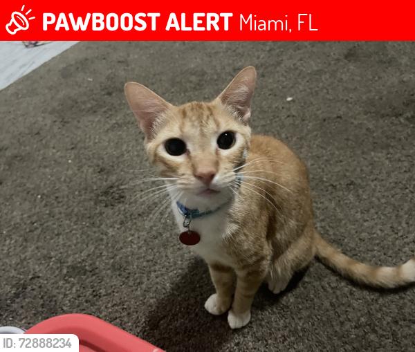 Lost Male Cat last seen North Miami Av and 79 st ., Miami, FL 33150