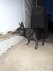 Reunited Male Dog last seen Garfield elementary, Lincoln/13th st, Sioux Falls, SD 57104