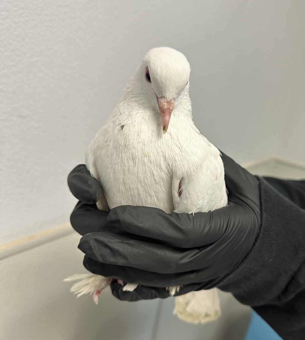 Shelter Stray Unknown Bird last seen Near Gilbert Drive, San Diego, CA, 92115, San Diego, CA 92110