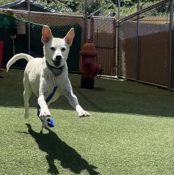 Shelter Stray Male Dog last seen Near Mayfair Street, Oceanside, CA, 92058, Oceanside, CA 92058