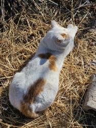Lost Male Cat last seen 8th Street and Bellamah, Albuquerque, NM 87102
