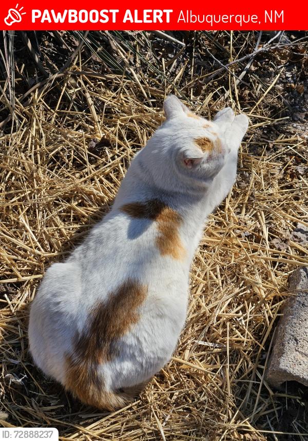 Lost Male Cat last seen 8th Street and Bellamah, Albuquerque, NM 87102