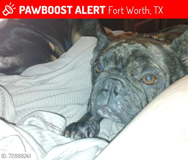 Lost Female Dog last seen Eastchase walmart, Fort Worth, TX 76112