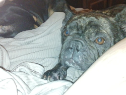 Lost Female Dog last seen Eastchase walmart, Fort Worth, TX 76112