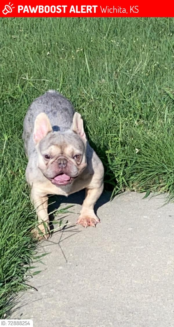 Lost Male Dog last seen Near s pinecrest , Wichita, KS 67210