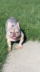 Lost Male Dog last seen Near s pinecrest , Wichita, KS 67210