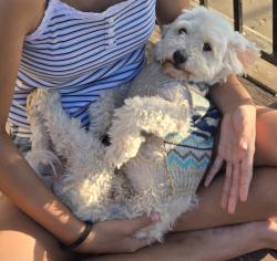 Lost Male Dog last seen California Ave, Modesto, CA 95350