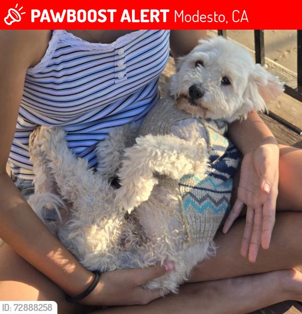 Lost Male Dog last seen California Ave, Modesto, CA 95350