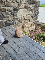 Found/Stray Unknown Cat last seen Market Street, Havre de Grace, MD 21078