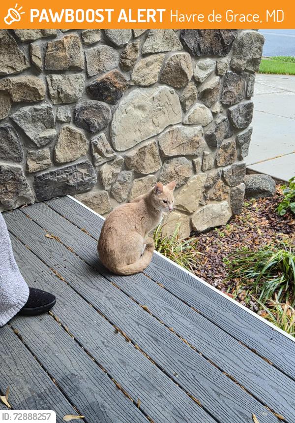 Found/Stray Unknown Cat last seen Market Street, Havre de Grace, MD 21078