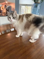 Lost Female Cat last seen Backyard , Marietta, GA 30066