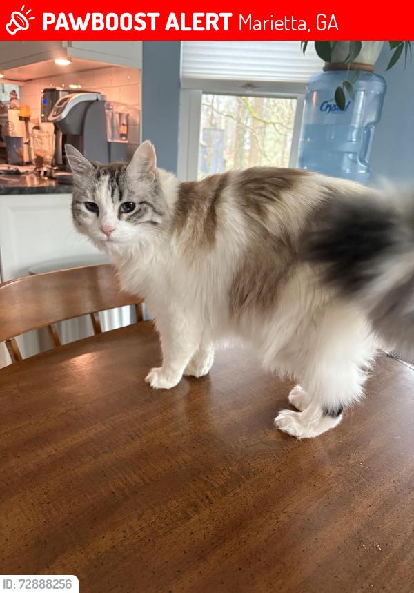 Lost Female Cat last seen Backyard , Marietta, GA 30066