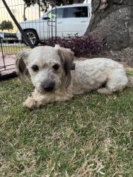 Found/Stray Male Dog last seen Daisy & 19th in South Wrigley , Long Beach, CA 90806