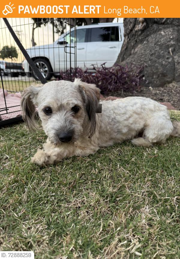 Found/Stray Male Dog last seen Daisy & 19th in South Wrigley , Long Beach, CA 90806