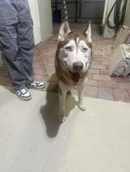 Found/Stray Female Dog last seen Jog and forest hill , Wellington, FL 33414