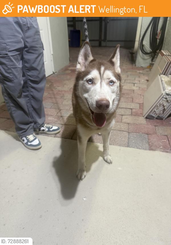 Found/Stray Female Dog last seen Jog and forest hill , Wellington, FL 33414