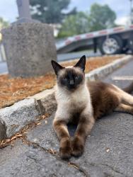 Found/Stray Unknown Cat last seen Parking lot behind cortuca , Warren, NJ 07059