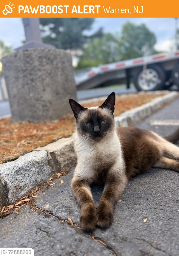 Found/Stray Unknown Cat last seen Parking lot behind cortuca , Warren, NJ 07059