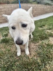 Reunited Female Dog last seen Los Altos dr , Hacienda Heights, CA 91745