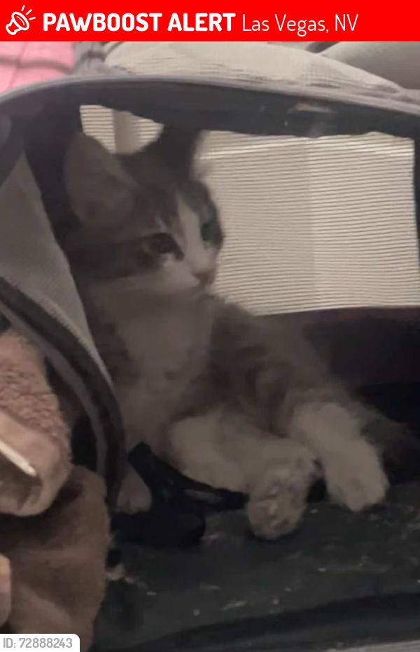 Lost Male Cat last seen W Imperial Castle Ct, Las Vegas, NV 89117
