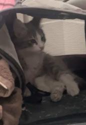 Lost Male Cat last seen W Imperial Castle Ct, Las Vegas, NV 89117