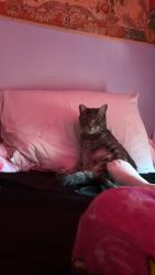 Lost Male Cat last seen 19th st , Newport News, VA 23607