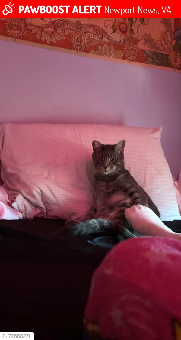 Lost Male Cat last seen 19th st , Newport News, VA 23607