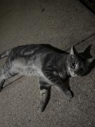 Found/Stray Male Cat last seen Central & Tyler, Wichita, KS 67212
