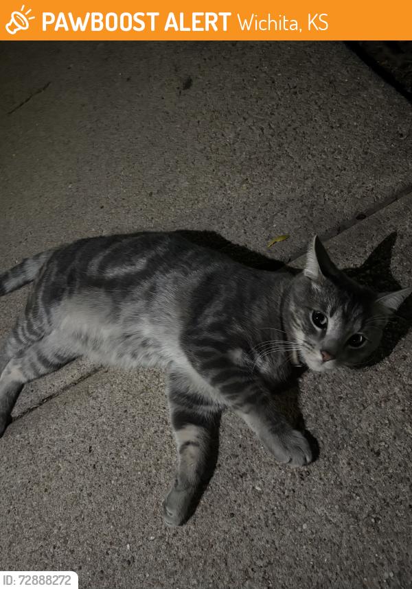 Found/Stray Male Cat last seen Central & Tyler, Wichita, KS 67212