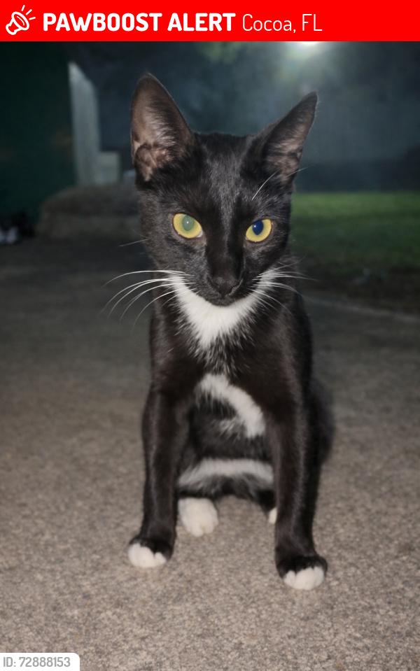 Lost Male Cat last seen Cocoa Commercial Ctr, US-1 & Moore Rd, N of 528, Cocoa FL, Cocoa, FL 32926
