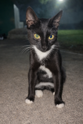 Lost Male Cat last seen Cocoa Commercial Ctr, US-1 & Moore Rd, N of 528, Cocoa FL, Cocoa, FL 32926