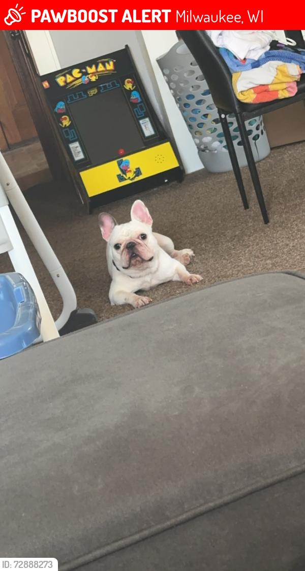 Lost Male Dog last seen Locust and Hadley, Milwaukee, WI 53210