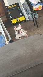 Lost Male Dog last seen Locust and Hadley, Milwaukee, WI 53210