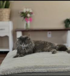 Lost Female Cat last seen 72nd st , Roy, WA 98580