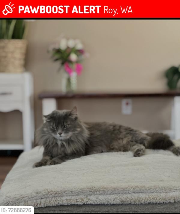 Lost Female Cat last seen 72nd st , Roy, WA 98580
