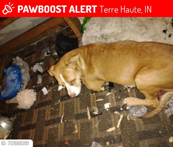 Lost Female Dog last seen Near points, Terre Haute, IN 47804