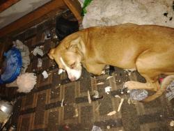 Lost Female Dog last seen Near points, Terre Haute, IN 47804