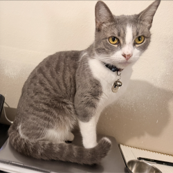 Lost Female Cat last seen Misty Morning Dr. & W. Lake Houston Pkwy. behind the Best Buy, Humble, TX 77346