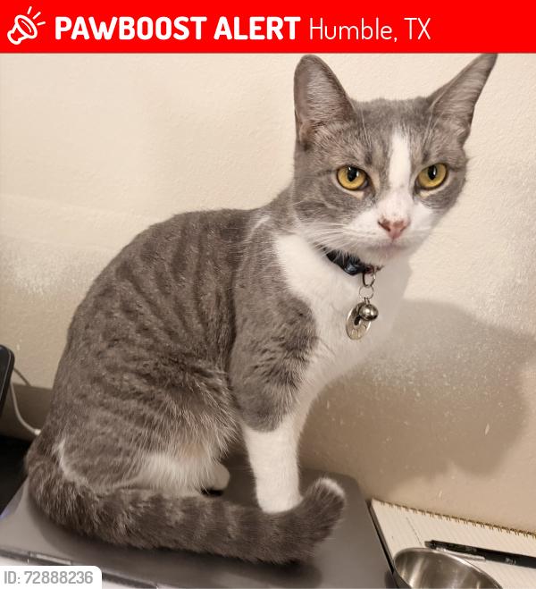 Lost Female Cat last seen Misty Morning Dr. & W. Lake Houston Pkwy. behind the Best Buy, Humble, TX 77346