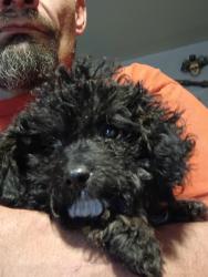 Lost Female Dog last seen Polk and nevada, Colorado Springs, CO 80907