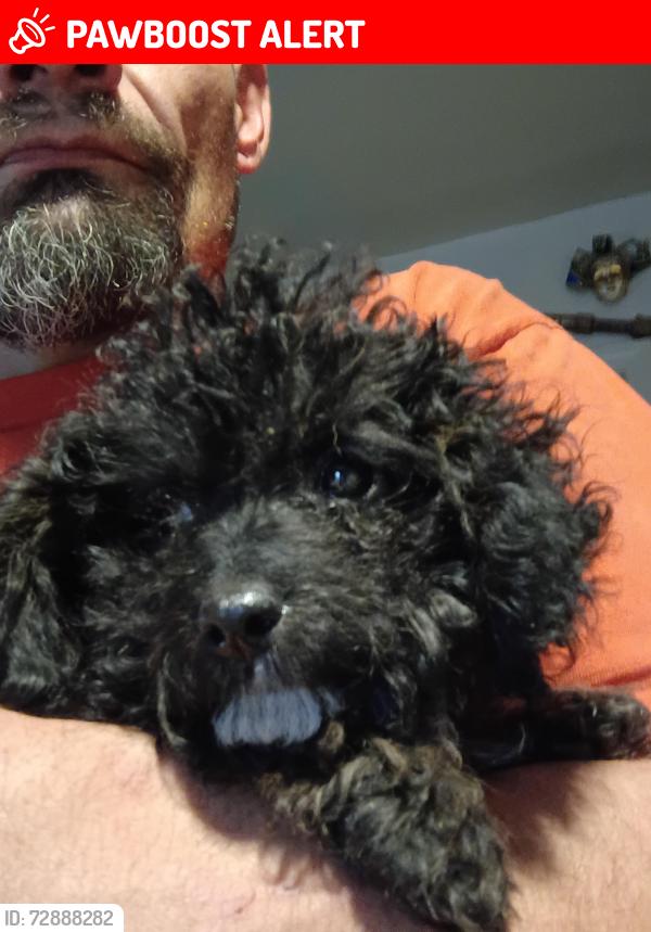 Lost Female Dog last seen Polk and nevada, Colorado Springs, CO 80907
