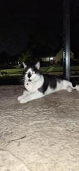 Found/Stray Unknown Cat last seen Birmingham and 20th st, Tulsa, OK 74104