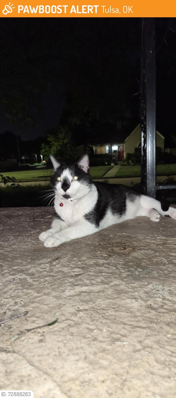 Found/Stray Unknown Cat last seen Birmingham and 20th st, Tulsa, OK 74104