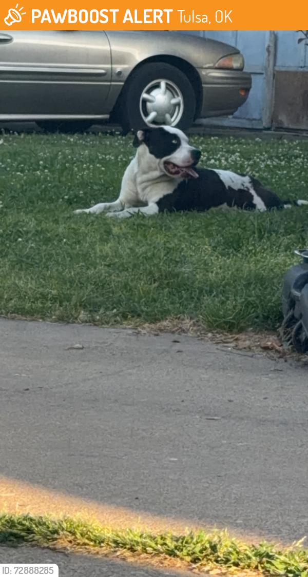 Found/Stray Male Dog last seen Pizza hut , Tulsa, OK 74128