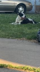 Found/Stray Male Dog last seen Pizza hut , Tulsa, OK 74128