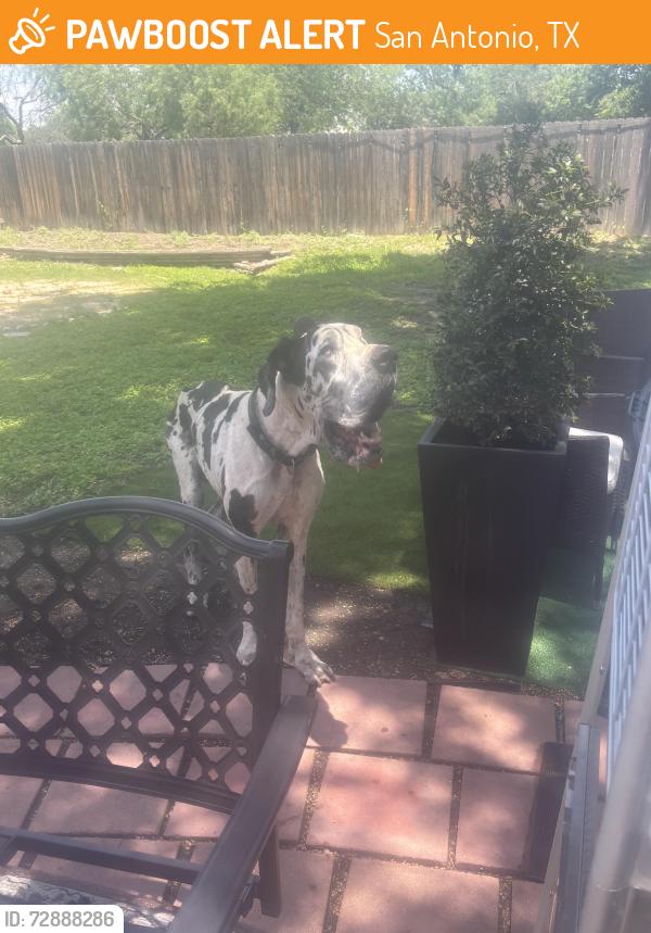 Found/Stray Male Dog last seen Near castle trail dr, San Antonio, TX 78218