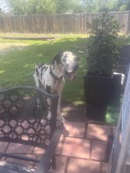 Found/Stray Male Dog last seen Near castle trail dr, San Antonio, TX 78218